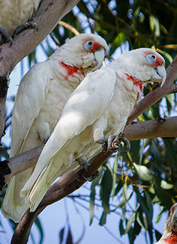 Long-billed corella at Grampians Paradise Camping and Caravan Parkland